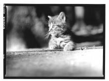 Chris Bremer: Katten - Cats  1