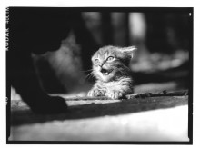 Chris Bremer: Katten - Cats  2