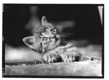 Chris Bremer: Katten - Cats  3