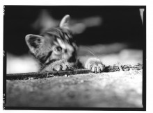 Chris Bremer: Katten - Cats  4