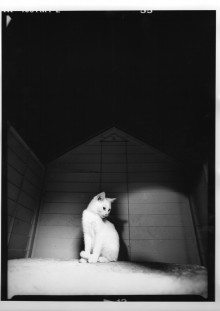 Chris Bremer: Katten - Cats  5