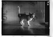 Chris Bremer: Katten - Cats  9