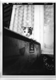 Chris Bremer: Katten - Cats  14