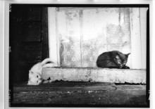 Chris Bremer: Katten - Cats  15