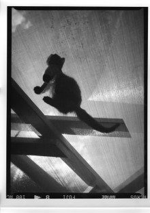 Chris Bremer: Katten - Cats  22