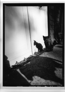 Chris Bremer: Katten - Cats  23