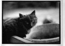 Chris Bremer: Katten - Cats  28