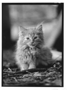 Chris Bremer: Katten - Cats  45