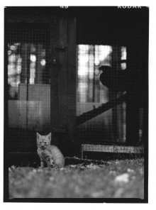 Chris Bremer: Katten - Cats  62