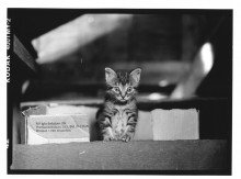 Chris Bremer: Katten - Cats  66