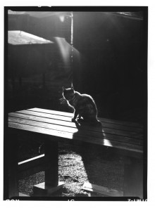 Chris Bremer: Katten - Cats  68