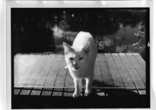 Chris Bremer: Katten - Cats  79