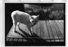 Chris Bremer: Katten - Cats  81