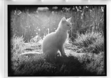 Chris Bremer: Katten - Cats  85