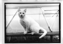 Chris Bremer: Katten - Cats  89