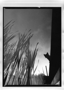 Chris Bremer: Katten - Cats  86