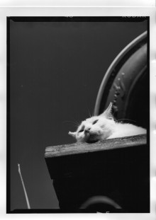 Chris Bremer: Katten - Cats  97