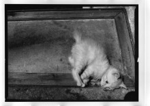 Chris Bremer: Katten - Cats  114