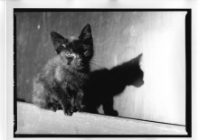 Chris Bremer: Katten - Cats  137