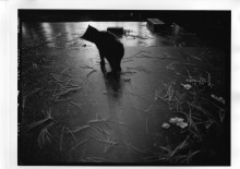 Chris Bremer: Katten - Cats  142