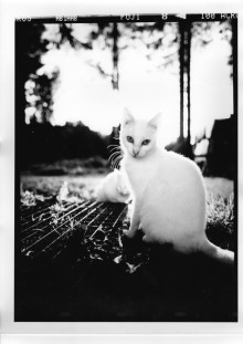 Chris Bremer: Katten - Cats  143